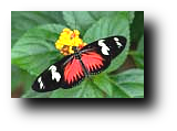 Doris-Falter - Heliconius doris